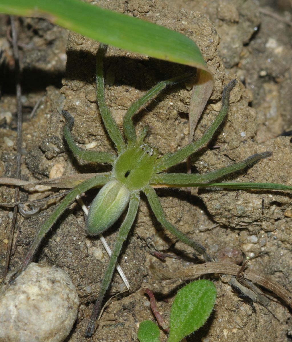 Micrommata ligurina - Arcavacata di Rende (CS)